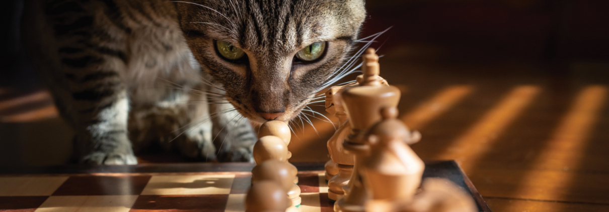 Eine Katze auf einem Schachbrett