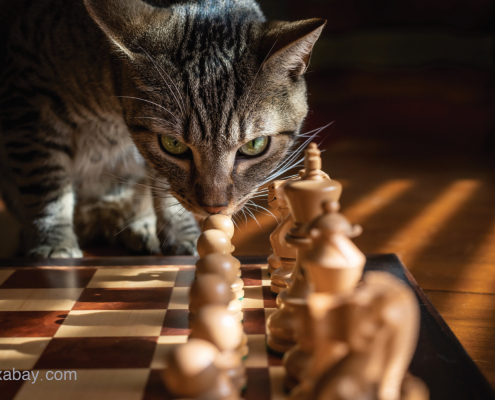 Eine Katze auf einem Schachbrett