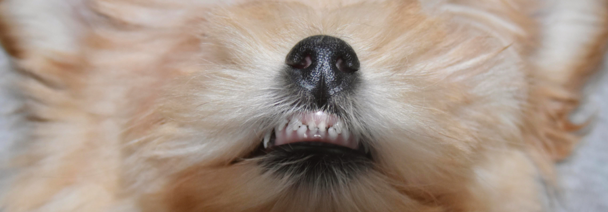 Hund zeigt seine Zähne