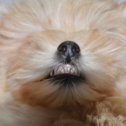 Hund zeigt seine Zähne