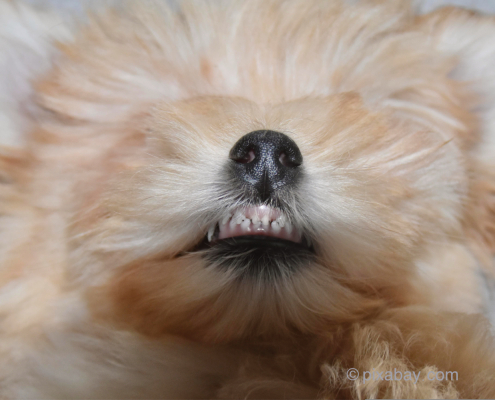 Hund zeigt seine Zähne