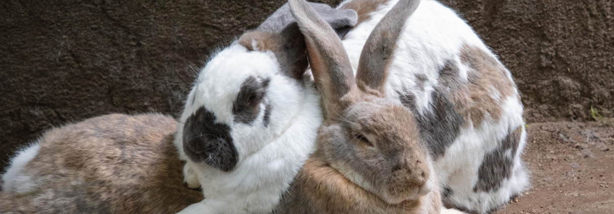 Zwei Hauskaninchen kuscheln