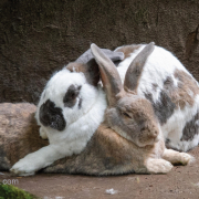 Zwei Hauskaninchen kuscheln