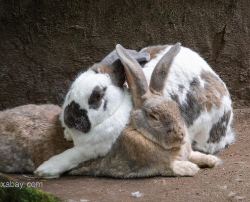 Zwei Hauskaninchen kuscheln