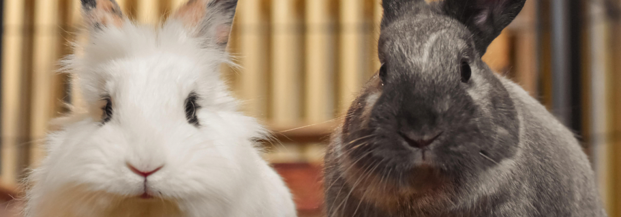 Zwei Hauskaninchen
