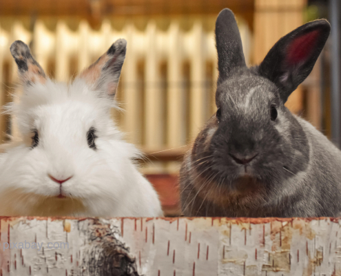 Zwei Hauskaninchen