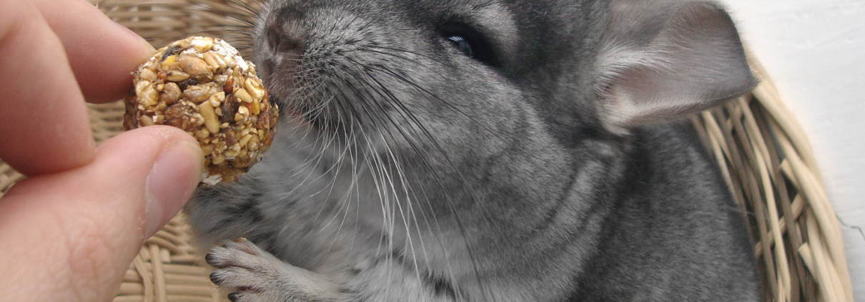 Ein Chinchilla frisst aus der Hand