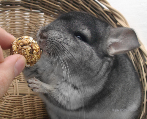 Ein Chinchilla frisst aus der Hand