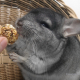 Ein Chinchilla frisst aus der Hand