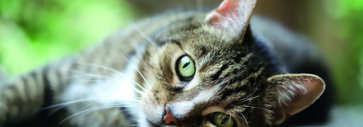 Getigerte Hauskatze liegt auf der Seite