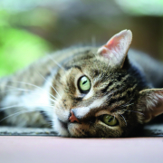 Getigerte Hauskatze liegt auf der Seite