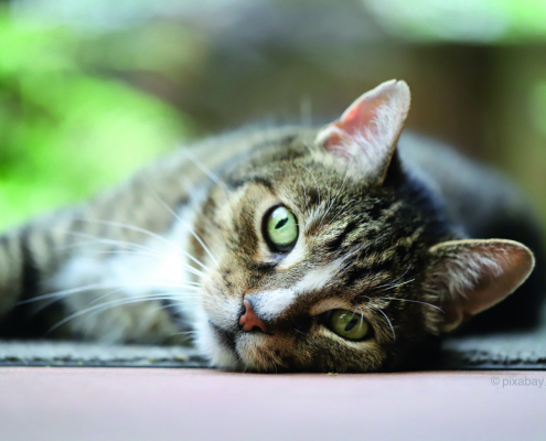 Getigerte Hauskatze liegt auf der Seite
