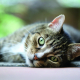Getigerte Hauskatze liegt auf der Seite