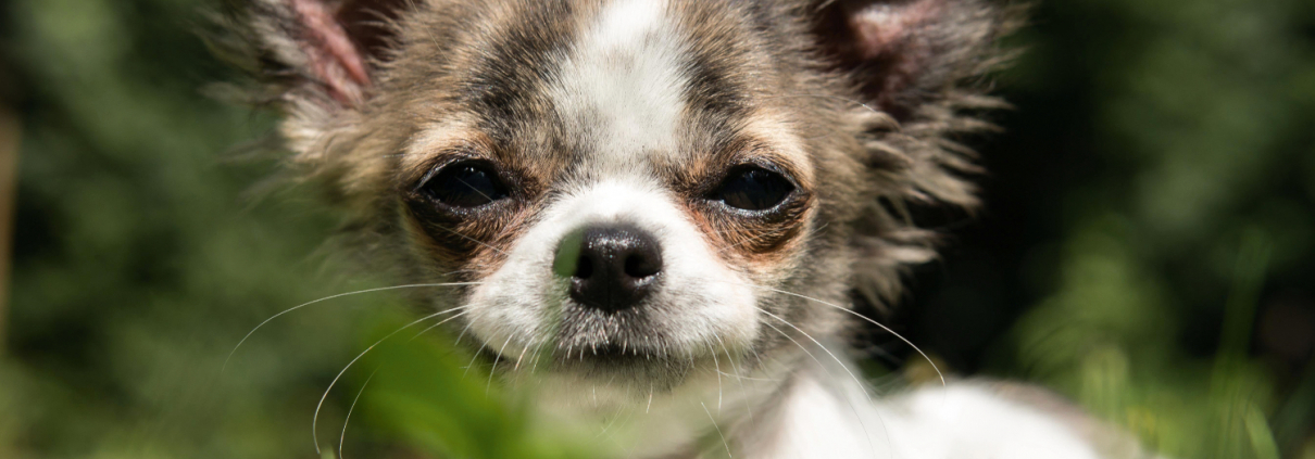 Ein kleiner Hund, der im Gras liegt