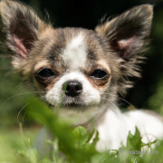 Ein kleiner Hund, der im Gras liegt