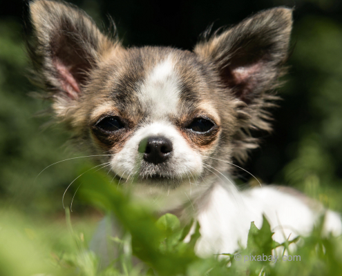 Ein kleiner Hund, der im Gras liegt