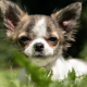 Ein kleiner Hund, der im Gras liegt