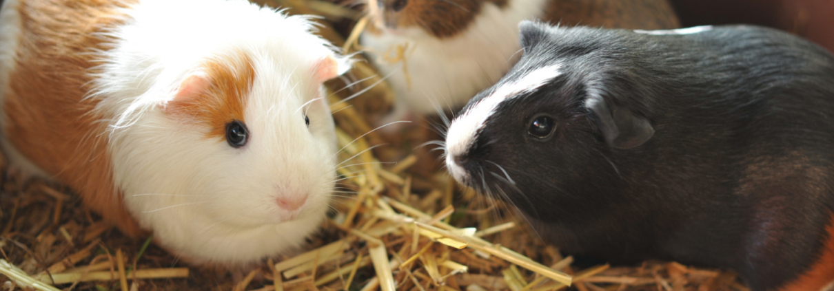 Drei Meerschweinchen im Heu