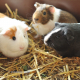 Drei Meerschweinchen im Heu