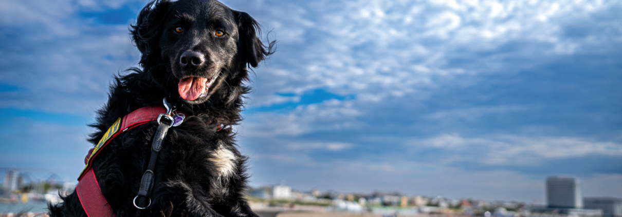 Schwarzer Hund am Meer