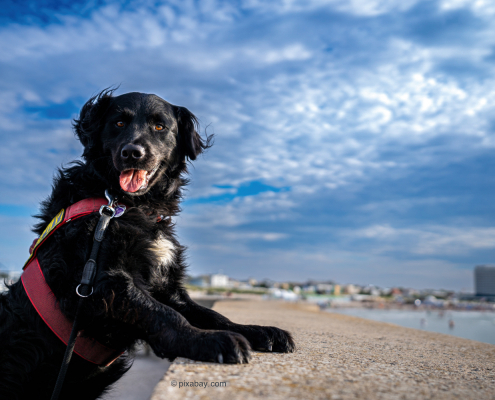 Schwarzer Hund am Meer