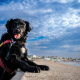 Schwarzer Hund am Meer