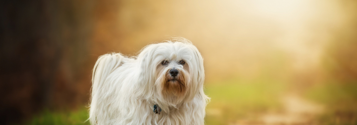 Kleiner weißer Hund