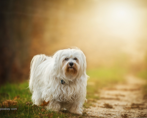 Kleiner weißer Hund