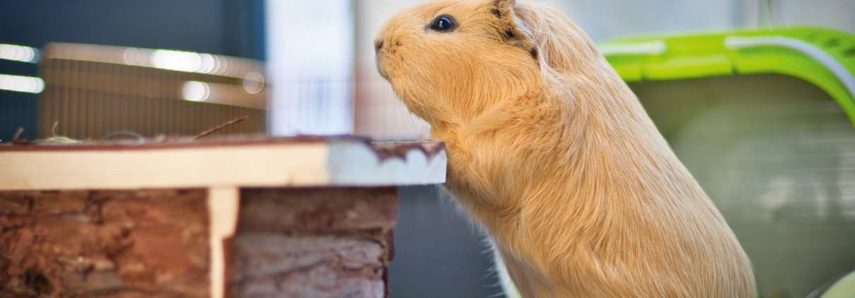 Meerschweinchen im Gehege