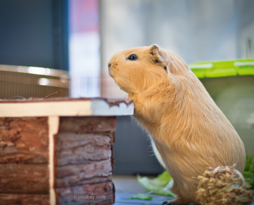 Meerschweinchen im Gehege