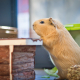 Meerschweinchen im Gehege