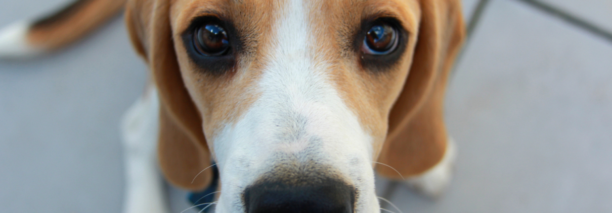 Beagle schaut in Kamera