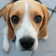 Beagle schaut in Kamera