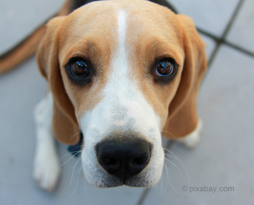 Beagle schaut in Kamera