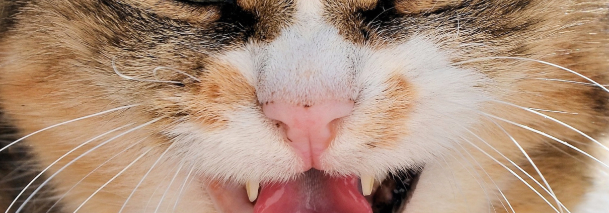 Hauskatze zeigt Zähne