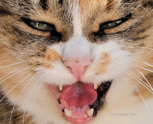 Hauskatze zeigt Zähne