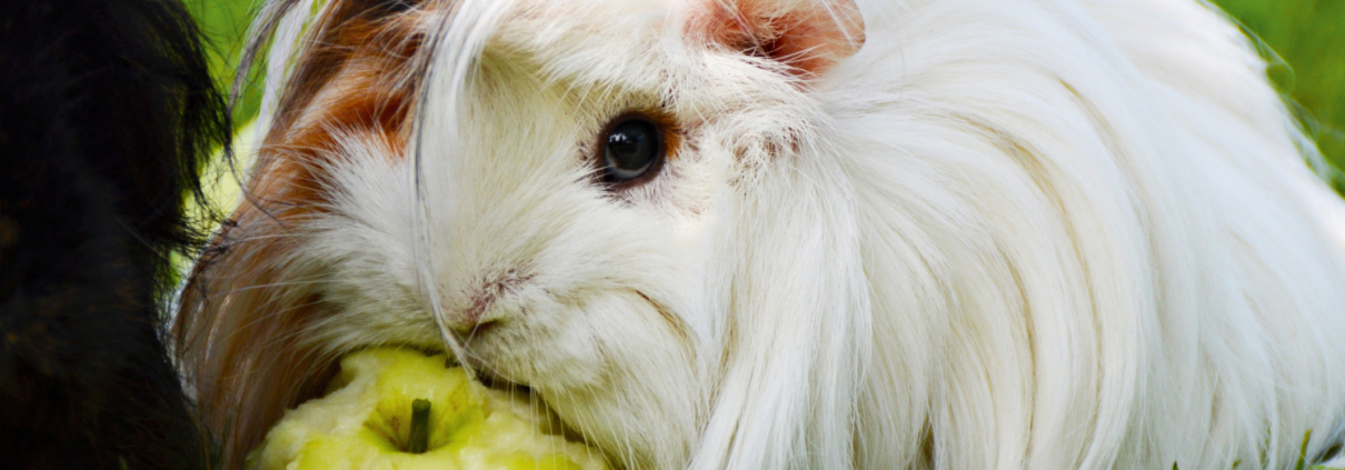 Meerschweinchen frisst Apfel
