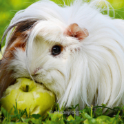 Meerschweinchen frisst Apfel