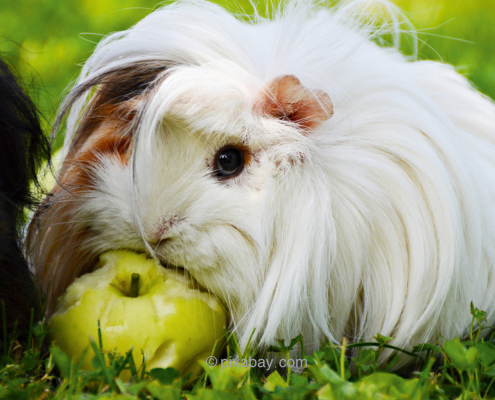 Meerschweinchen frisst Apfel
