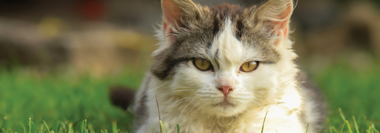 Katze liegt im Gras
