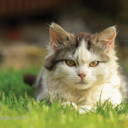 Katze liegt im Gras