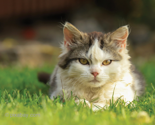 Katze liegt im Gras