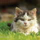 Katze liegt im Gras