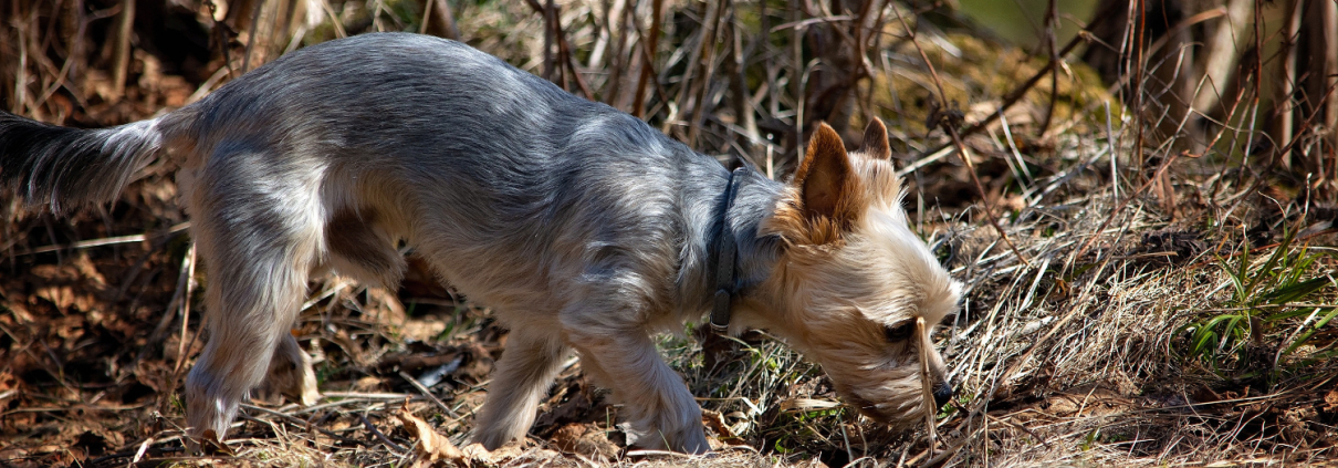 Kleiner Hund im Wald