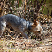 Kleiner Hund im Wald