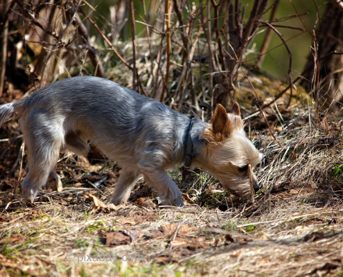 Kleiner Hund im Wald