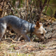 Kleiner Hund im Wald