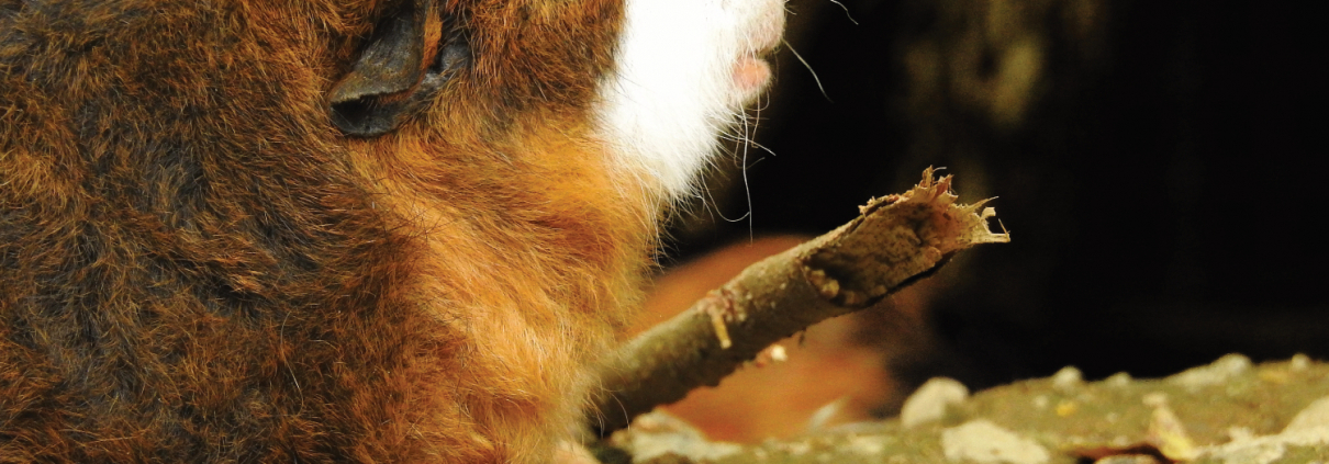 Meerschweinchen auf Erdboden