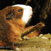 Meerschweinchen auf Erdboden