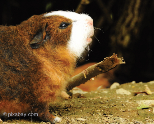 Meerschweinchen auf Erdboden